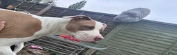 Staffordshire Bull Terrier dogs for sale: Roxy looking for new home in Maidenhead - Advert 1