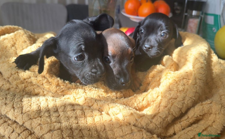 Mixed Breed dogs - Advert 12
