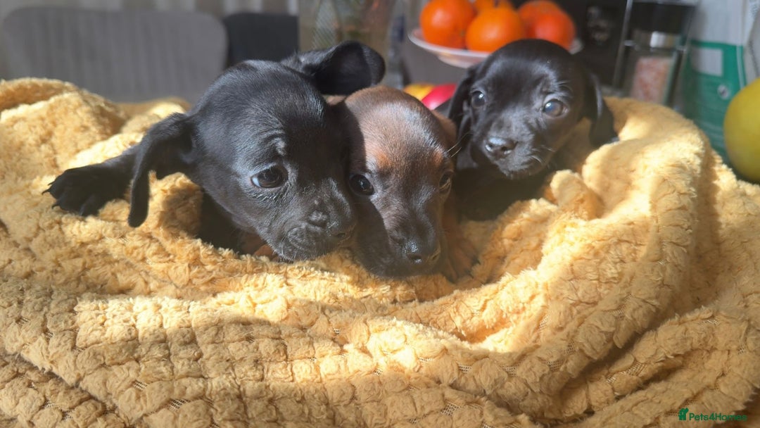 Mixed Breed dogs for sale: Dachshund and French bulldog mix - Image 1