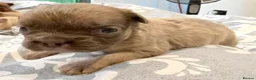 French Bulldog dogs for sale: Fluffy French bulldogs  - Advert 10
