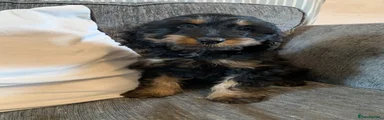 Cockapoo 1