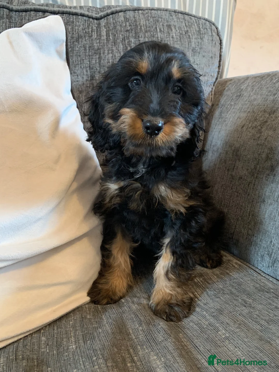 Cockapoo dogs for sale: Beautiful F1B Cockapoo boys  - Advert 11