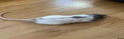 Rat rodents for sale: 3 lovely boy rats looking for a new home  - Advert 5