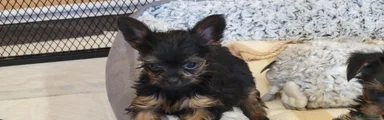 Yorkshire Terrier Puppy 8