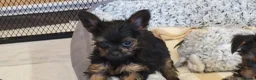Yorkshire Terrier dogs for sale: Yorkshire Terrier puppies  from Licensed Breeder  - Advert 20