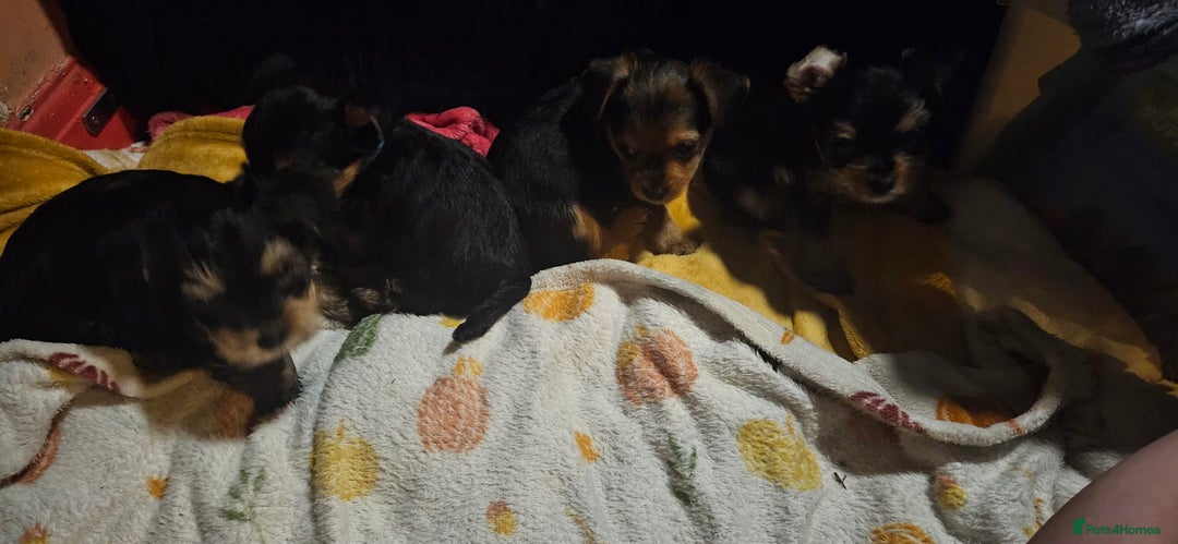 Mixed Breed dogs for sale:  **  yorkshire x full sized yorkshire terrier - Advert 6