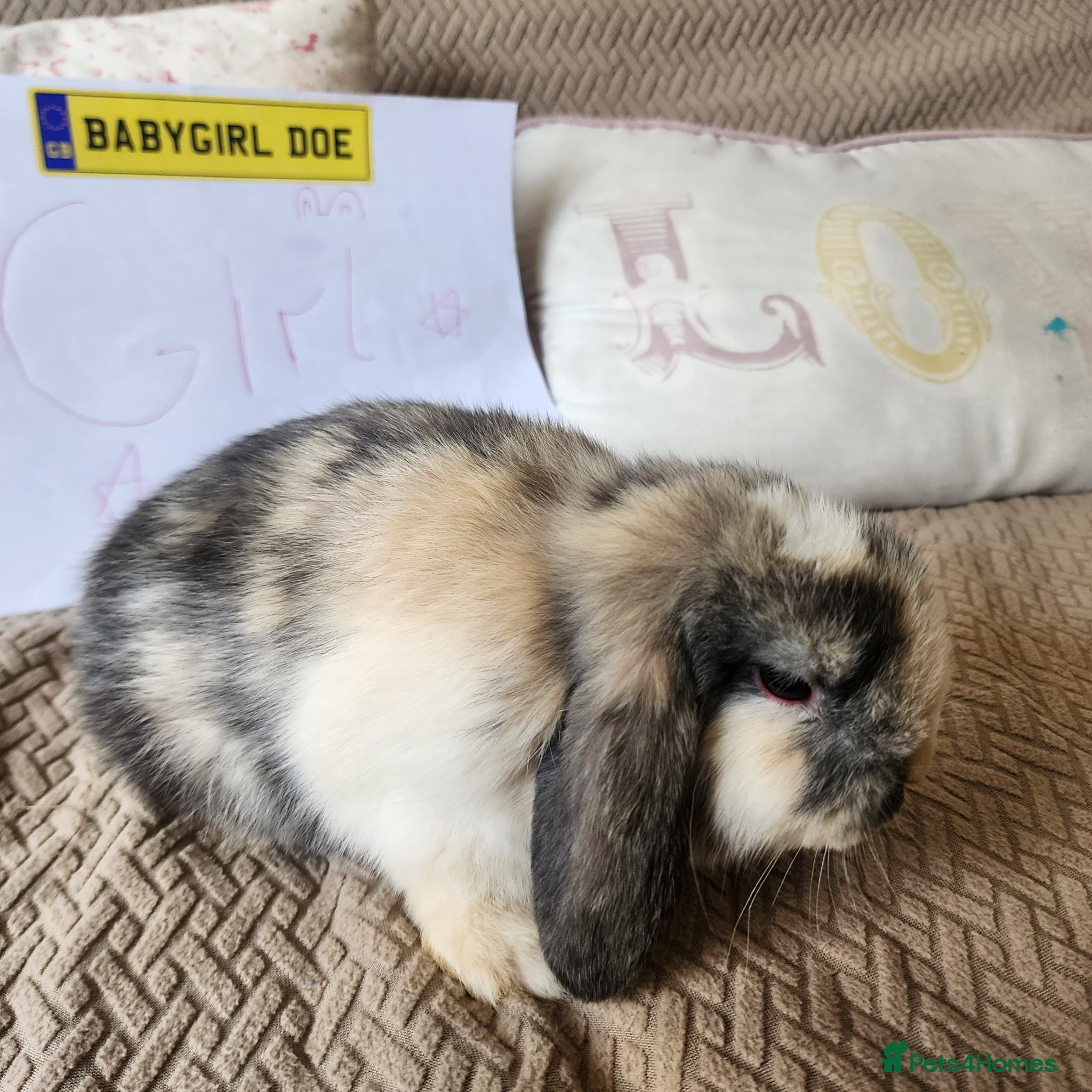 Mini Lop rabbits Stunning Mini Lops from Keeper's Mini Lops  - Advert 13