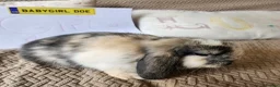 Mini Lop rabbits for sale: Stunning Mini Lops from Keeper's Mini Lops  - Advert 4
