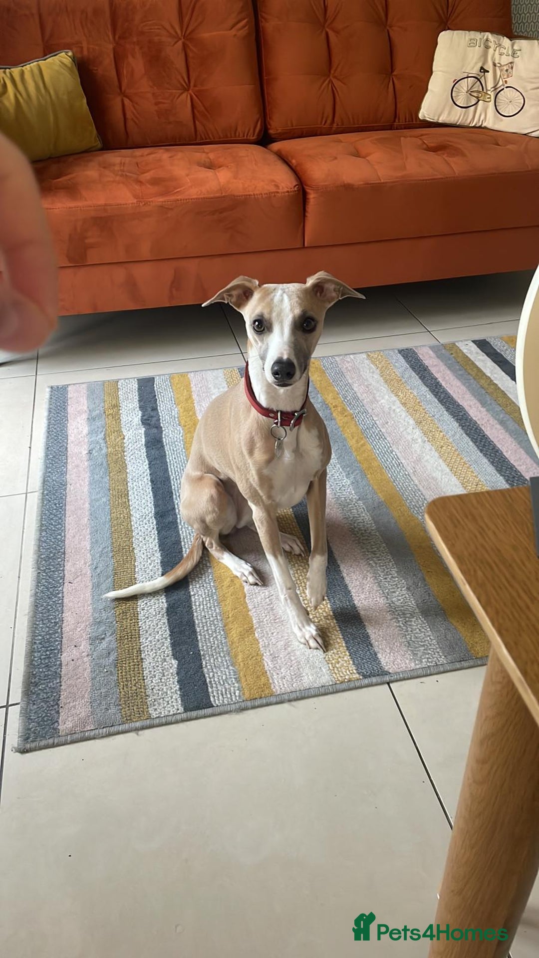 Whippet dogs for sale: Litter of 3 beautiful KC Whippets, Sheffield  - Advert 12