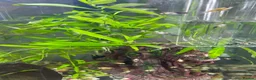 Mollies fish for sale: Assorted baby Mollies for Sale.  - Advert 3