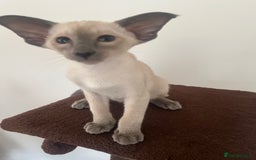 Siamese cats for sale: Gorgeous New Style Siamese Kittens - Image 14