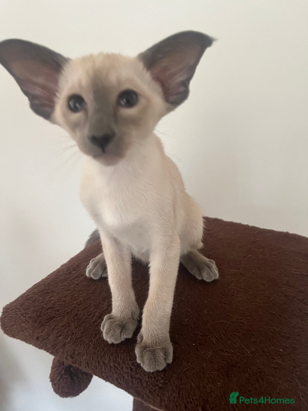 Siamese cats for sale: Gorgeous New Style Siamese Kittens - Image 14