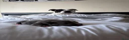 Staffordshire Bull Terrier dogs for sale: Beautiful Staffordshire Bull Terrier Pups - Advert 11