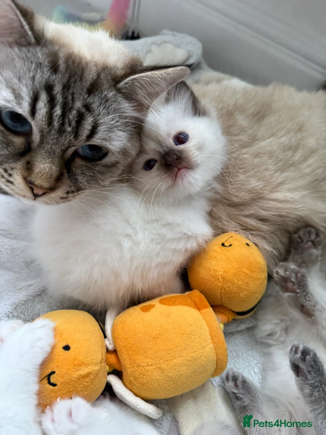 Ragdoll cats for sale: Active GCCF-registered Tabby Ragdoll  - Advert 10