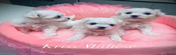 Maltese dogs for stud: 🌟Stunning KC Reg Korean Maltese boy for STUD - Advert 9