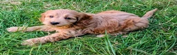 Cockapoo dogs for sale: Licensed breeder, health tested F1 cockapoos - Advert 7