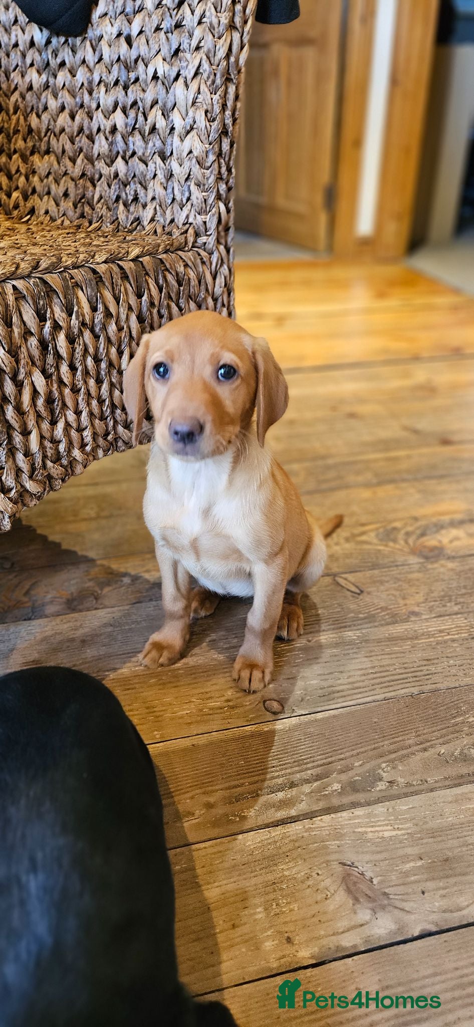 Labrador Retriever dogs Beautiful Labrador Puppies Available now - Advert 12