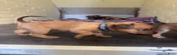 Mixed Breed dogs for sale: Patterdale X Lakeland Puppies for Sale **2 LEFT** - Advert 31