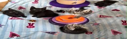 Mixed Breed cats for sale: 5 Beautiful kittens for sale - Advert 13