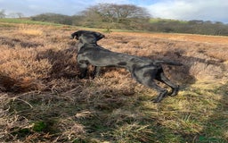 German Shorthaired Pointer dogs for sale: German Shorthaired Pointer Puppies - Image 11