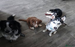 Mixed Breed dogs for sale: Borski looking for good home  - Image 1