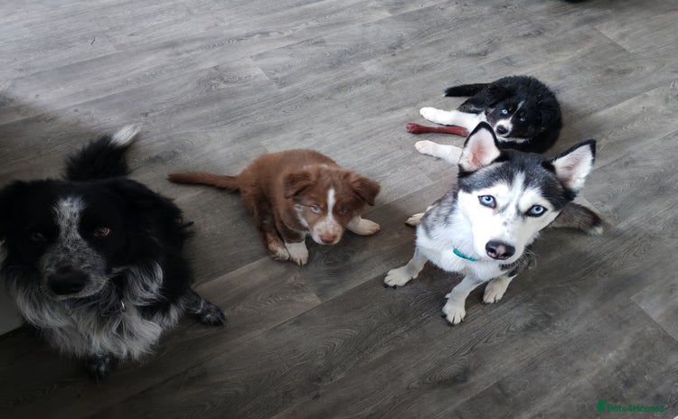 Mixed Breed dogs - Advert 2