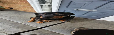 Rottweiler