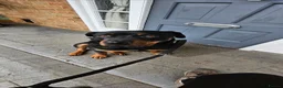 Rottweiler dogs for sale: Beautiful Rottweiller KC loving friendly - Advert 2
