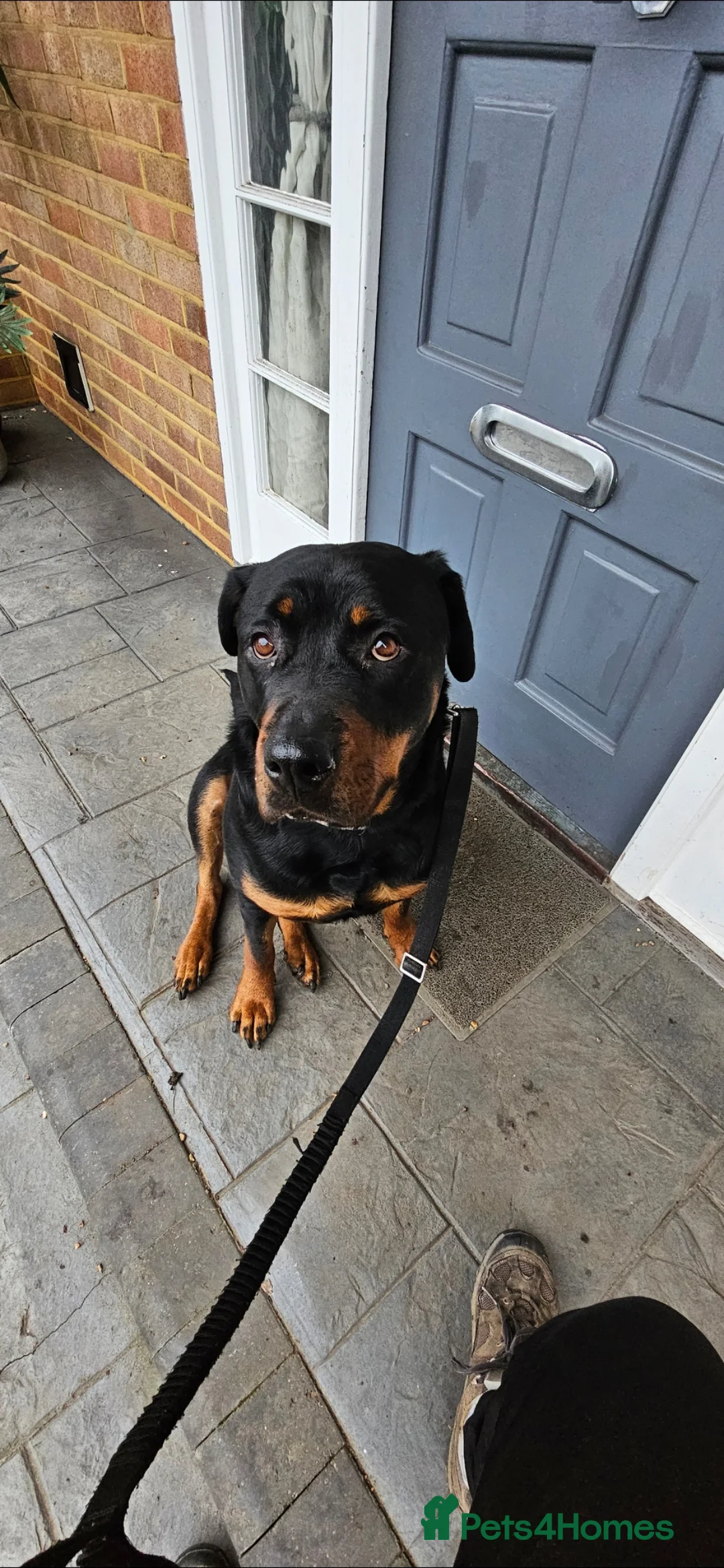 Rottweiler dogs for sale: Beautiful Rottweiller KC loving friendly - Advert 2