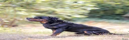 Rottweiler dogs for stud: Proven stud Hector 60kg plus Rottweiler KC Reg  - Advert 10