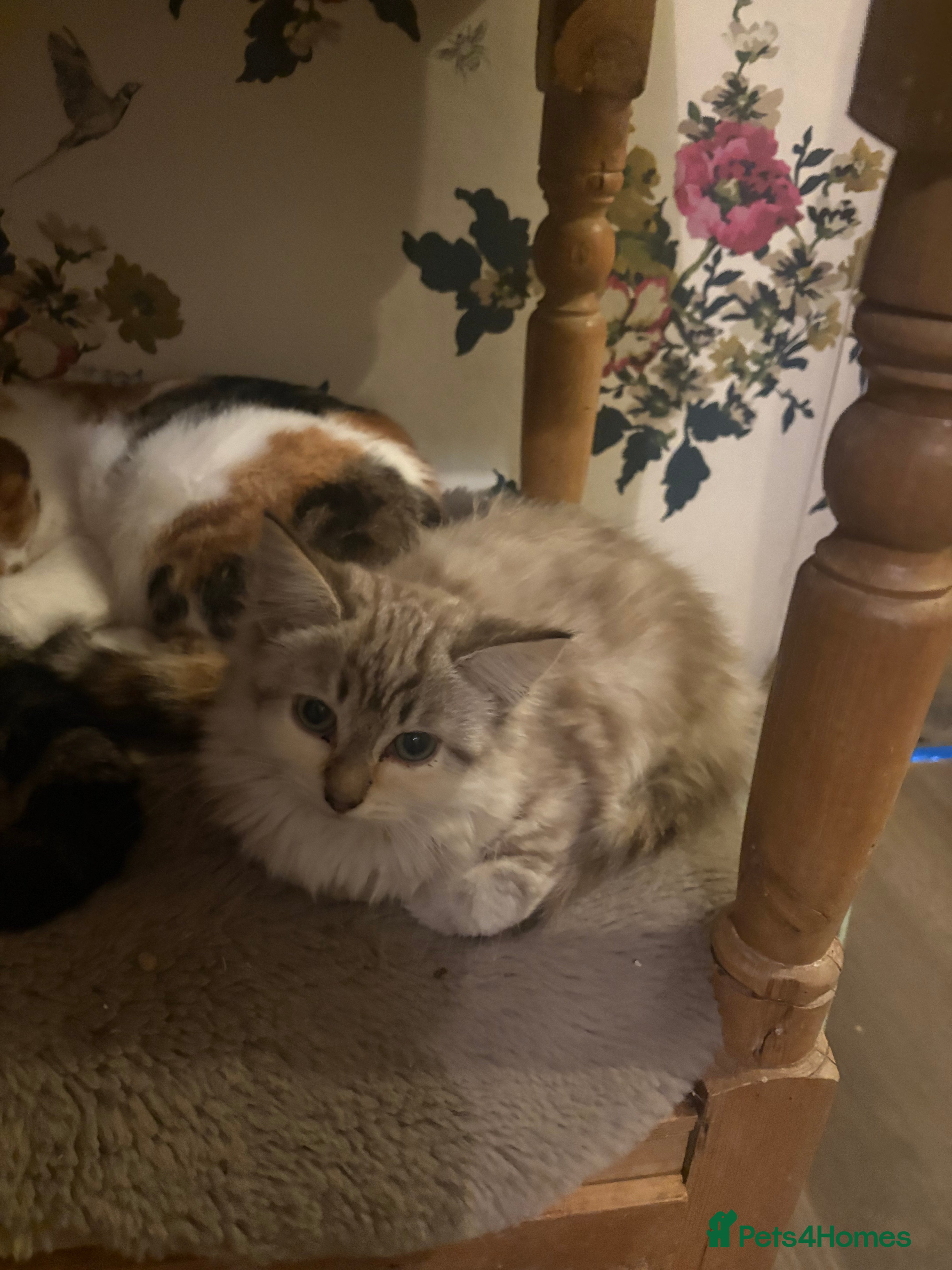 Mixed Breed cats 7 beautiful kittens mixed colours  - Advert 2