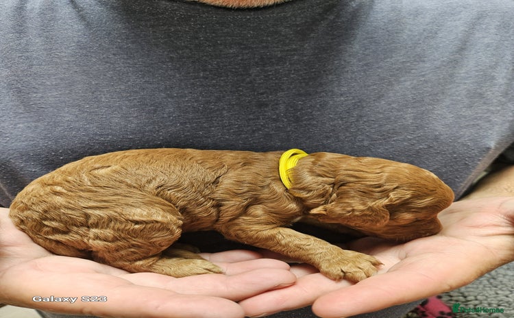 Cockapoo dogs - Advert 8