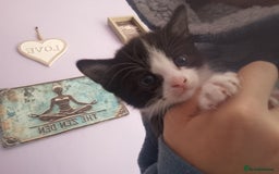 Mixed Breed cats for sale: Black and white kitten - Image 1