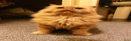 Persian cats for stud: 🏆 Proven Ginger Persian Stud|Experienced|Healthy - Advert 12