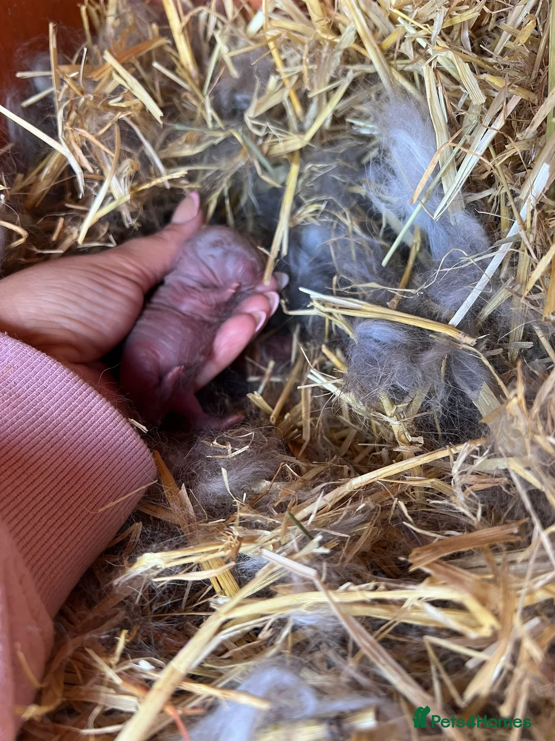 Mini Lop rabbits for sale: Mini lop  - Advert 1