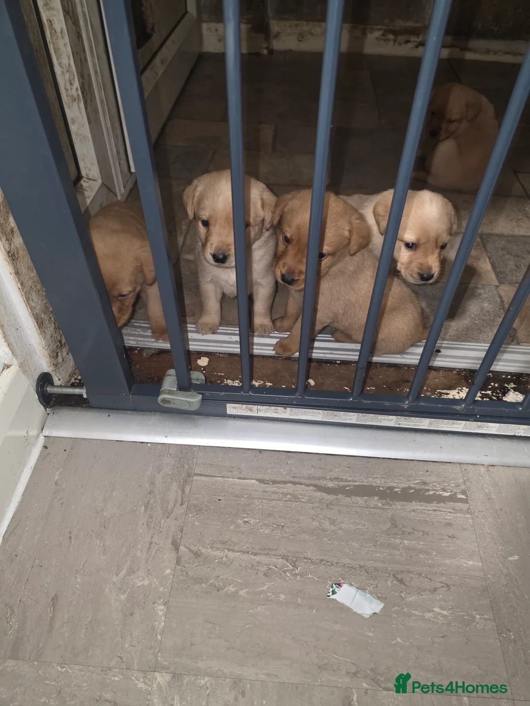 Labrador Retriever dogs for sale: 8 labrador puppies for sale  - Advert 13
