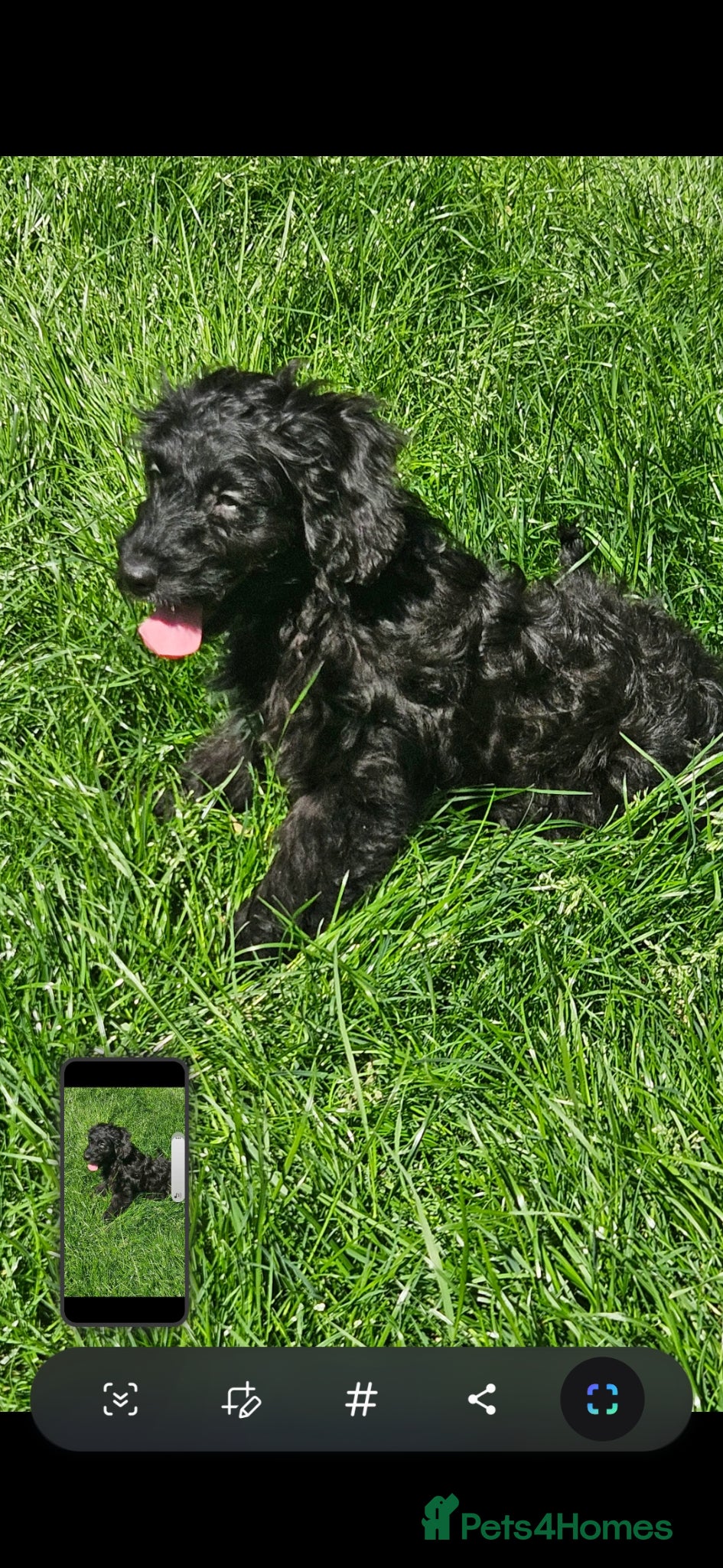 Cockapoo dogs Cockapoo  - Advert 1