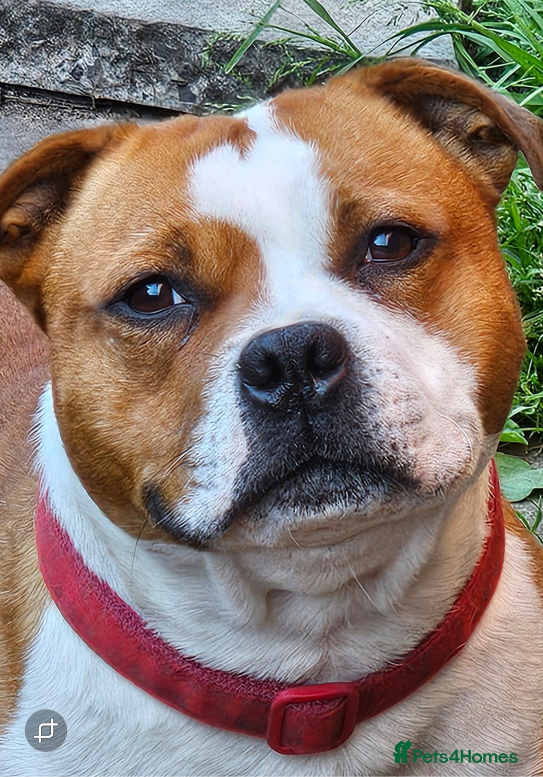 Staffordshire Bull Terrier dogs for stud: 🥨ZEUS PIED PERFECTION 🥨 COI 2.1% in Rochdale - Advert 2