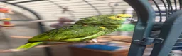 Parrots birds for sale: Talkative Amazon parrot in Thirsk - Advert 3