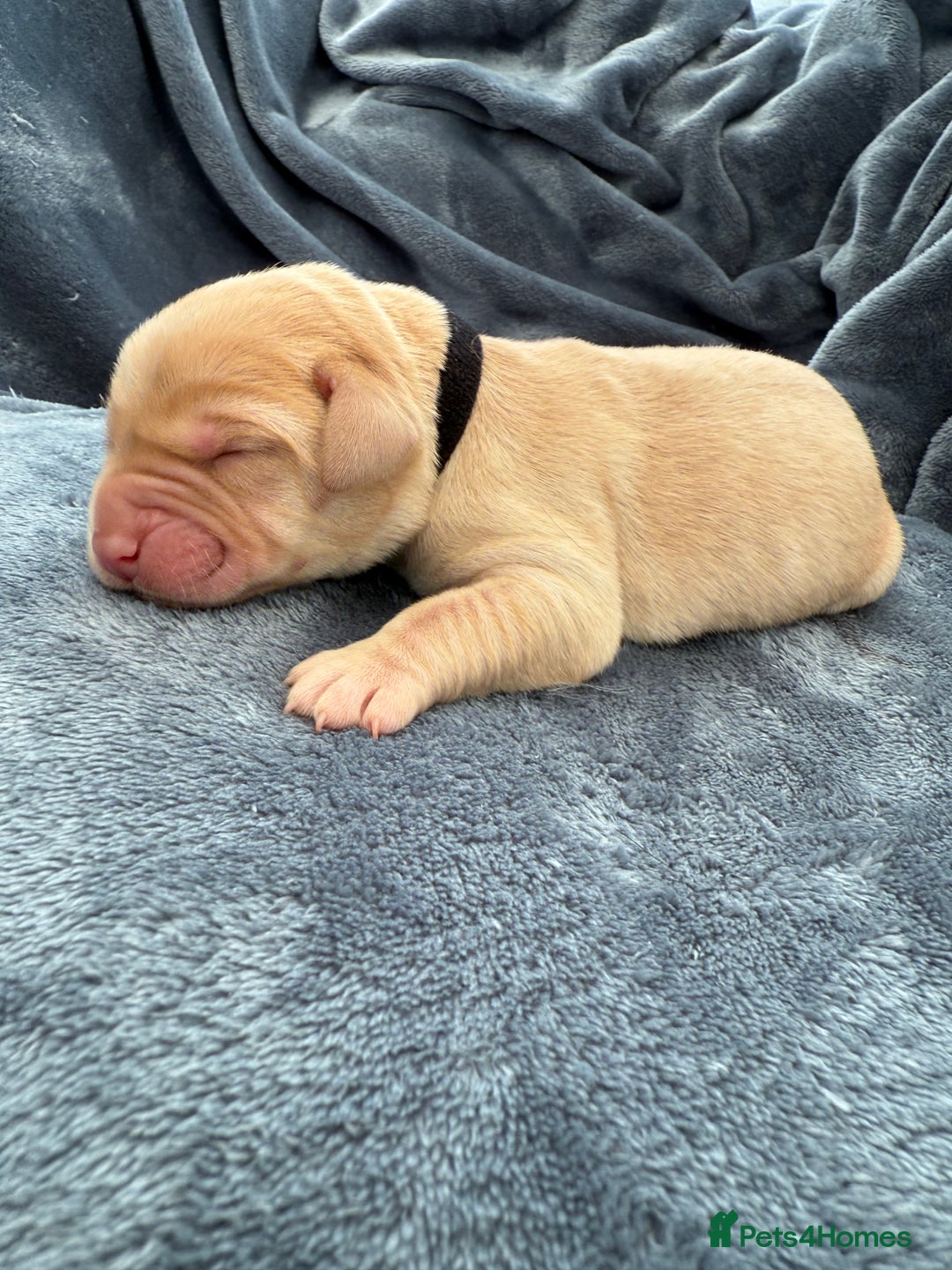 Labrador Retriever dogs for sale: Beautiful Chocolate Labrador Puppies - Image 11