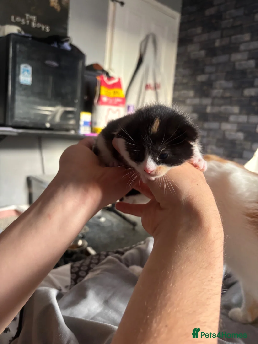 Mixed Breed cats for sale: 2 beautiful baby kittens - Advert 2