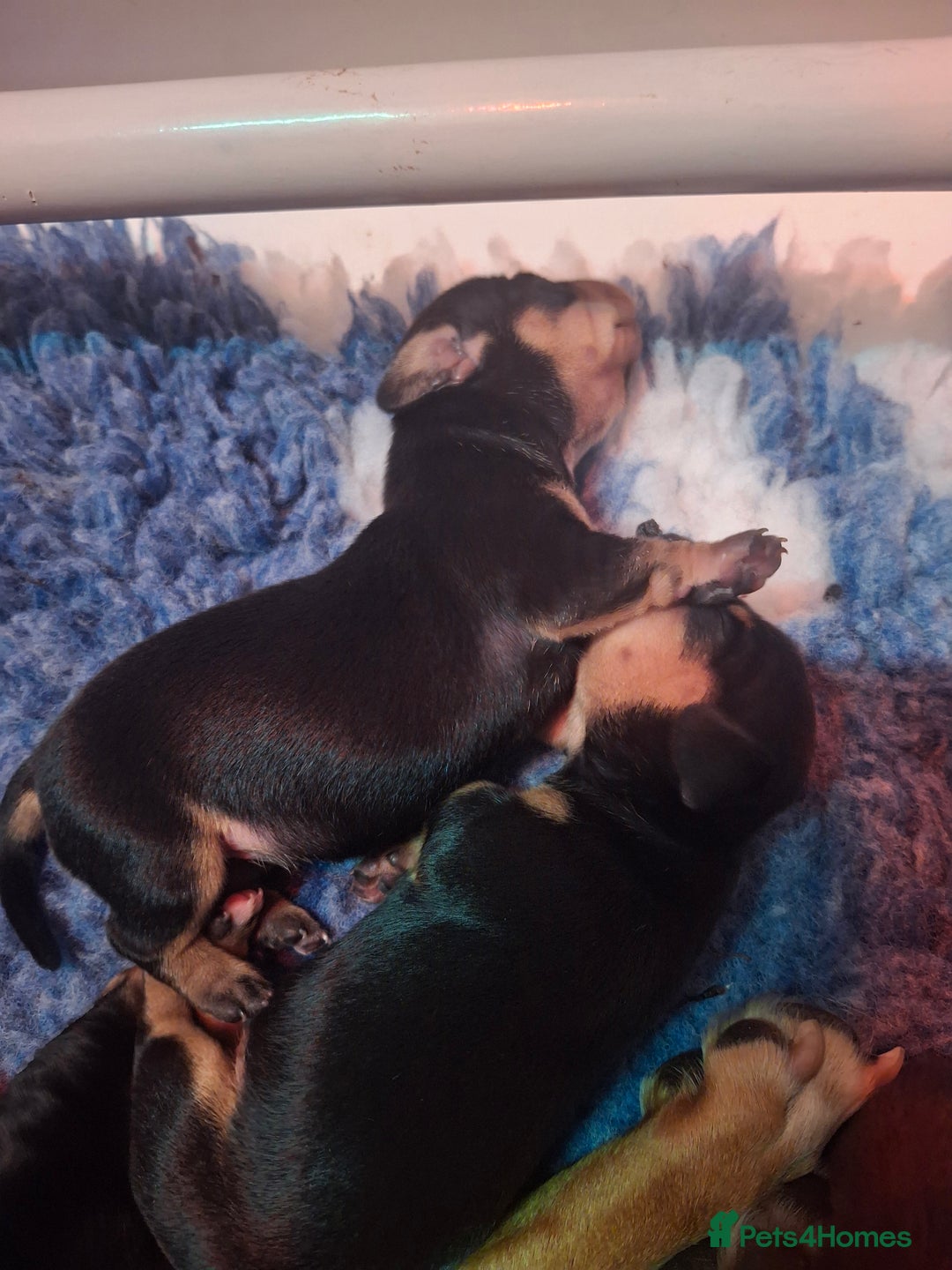 Dachshund dogs for sale: 4 exceptional smooth haired  dachshund mini pups  - Image 3