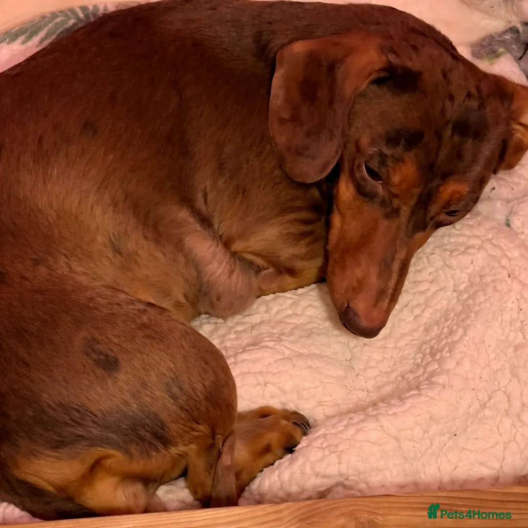 Dachshund dogs for sale: Dachshund puppies  - Advert 2