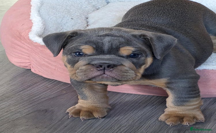 English Bulldog dogs - Advert 3