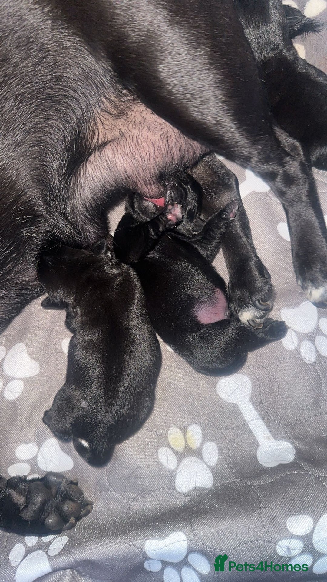 Pug dogs for sale: 2 male black pugs - Image 8