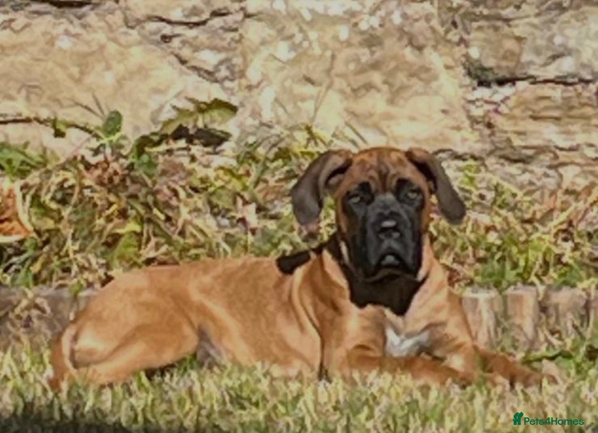 Mixed Breed dogs Boerboel x cane corso male  - Advert 11