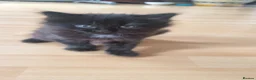 Mixed Breed cats for sale: Lovely fluffy kittens for sale - Advert 4