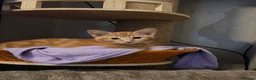 Ragdoll cats for sale: Ragdoll X kittens  - Advert 20