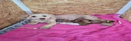 Poochon dogs for sale: Darling Winnie in Leatherhead - Advert 3
