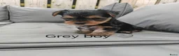 Yorkshire Terrier dogs for sale: Beautiful Yorkshire Terrier Puppies  in Downpatrick - Advert 11